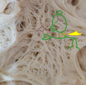 咬青山天然野酵烘焙-野生酵母-天然酵母-魯邦種-酸種-18小時低溫發酵