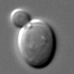 酵母菌出芽生殖-咬青山野酵烘焙-天然酵母